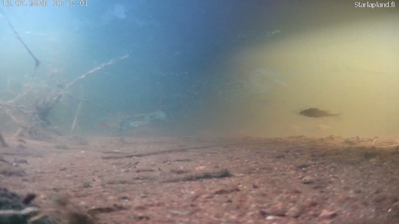 Sodankyla, Kitinen River Underwater Fish World Live Cam -  Sodankylä, Northern Lapland (Pohjois-Lappi), Lapland (Lappi), Finland