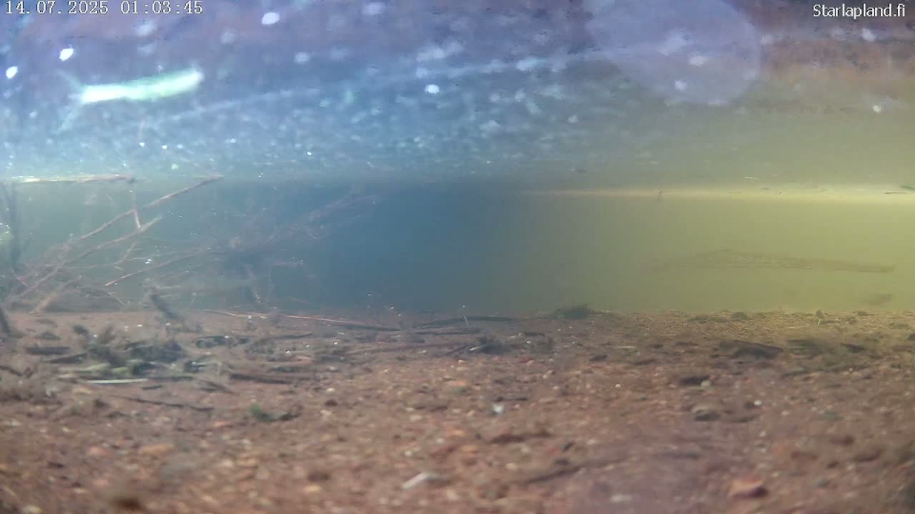 Sodankyla, Kitinen River Underwater Fish World Live Cam -  Sodankylä, Northern Lapland (Pohjois-Lappi), Lapland (Lappi), Finland