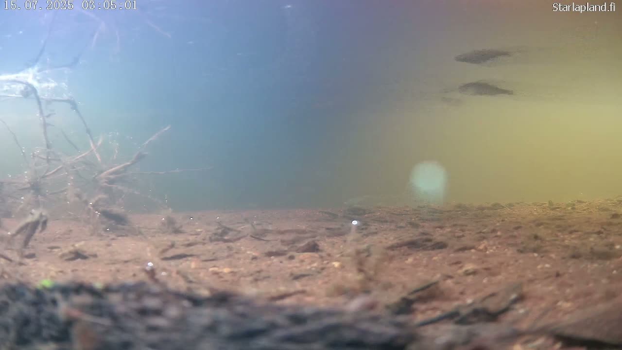 Sodankyla, Kitinen River Underwater Fish World Live Cam -  Sodankylä, Northern Lapland (Pohjois-Lappi), Lapland (Lappi), Finland