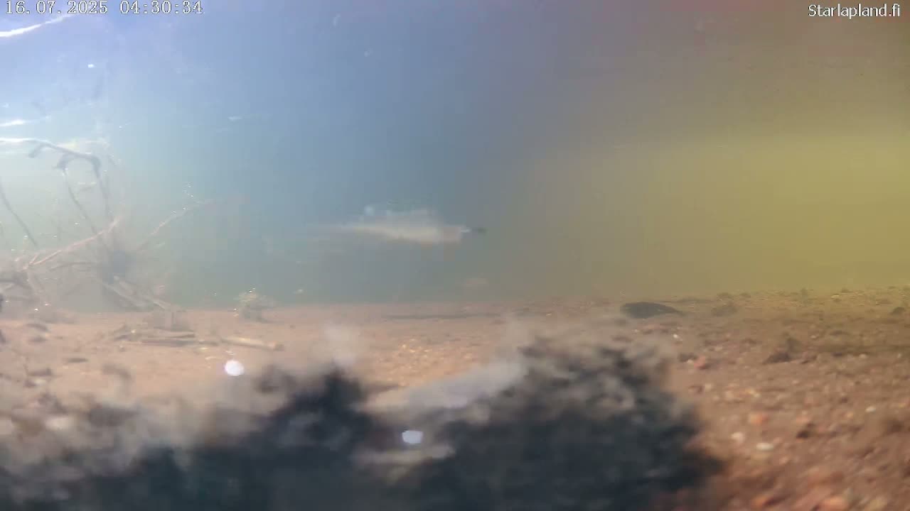 Sodankyla, Kitinen River Underwater Fish World Live Cam -  Sodankylä, Northern Lapland (Pohjois-Lappi), Lapland (Lappi), Finland