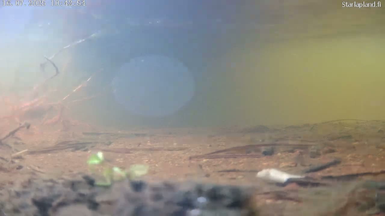 An underwater view shows a murky, sandy bottom with some debris and sparse vegetation near a large, dark, out-of-focus object.