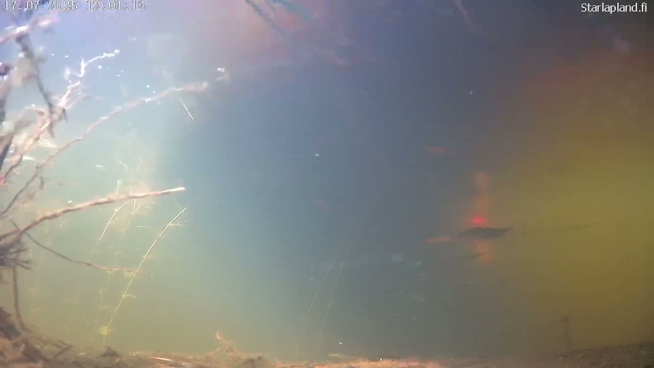 Sodankyla, Kitinen River Underwater Fish World Live Cam -  Sodankylä, Northern Lapland (Pohjois-Lappi), Lapland (Lappi), Finland