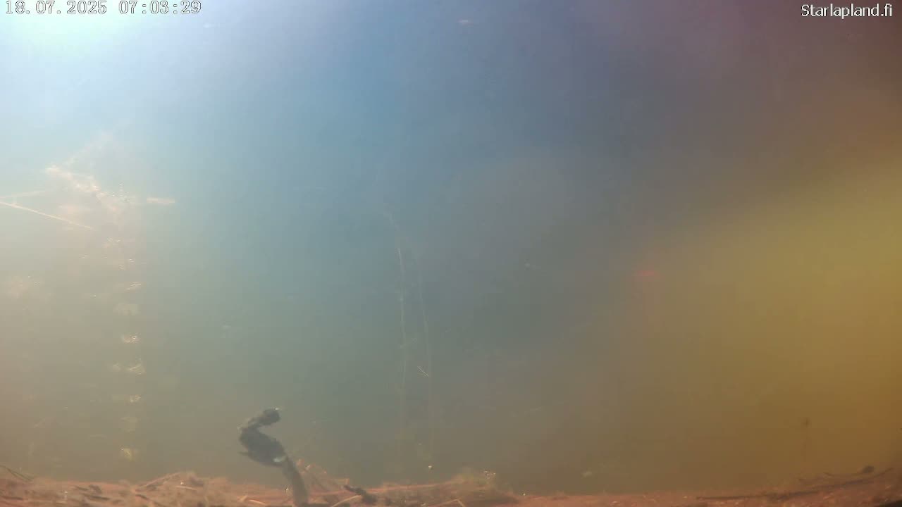 Sodankyla, Kitinen River Underwater Fish World Live Cam -  Sodankylä, Northern Lapland (Pohjois-Lappi), Lapland (Lappi), Finland