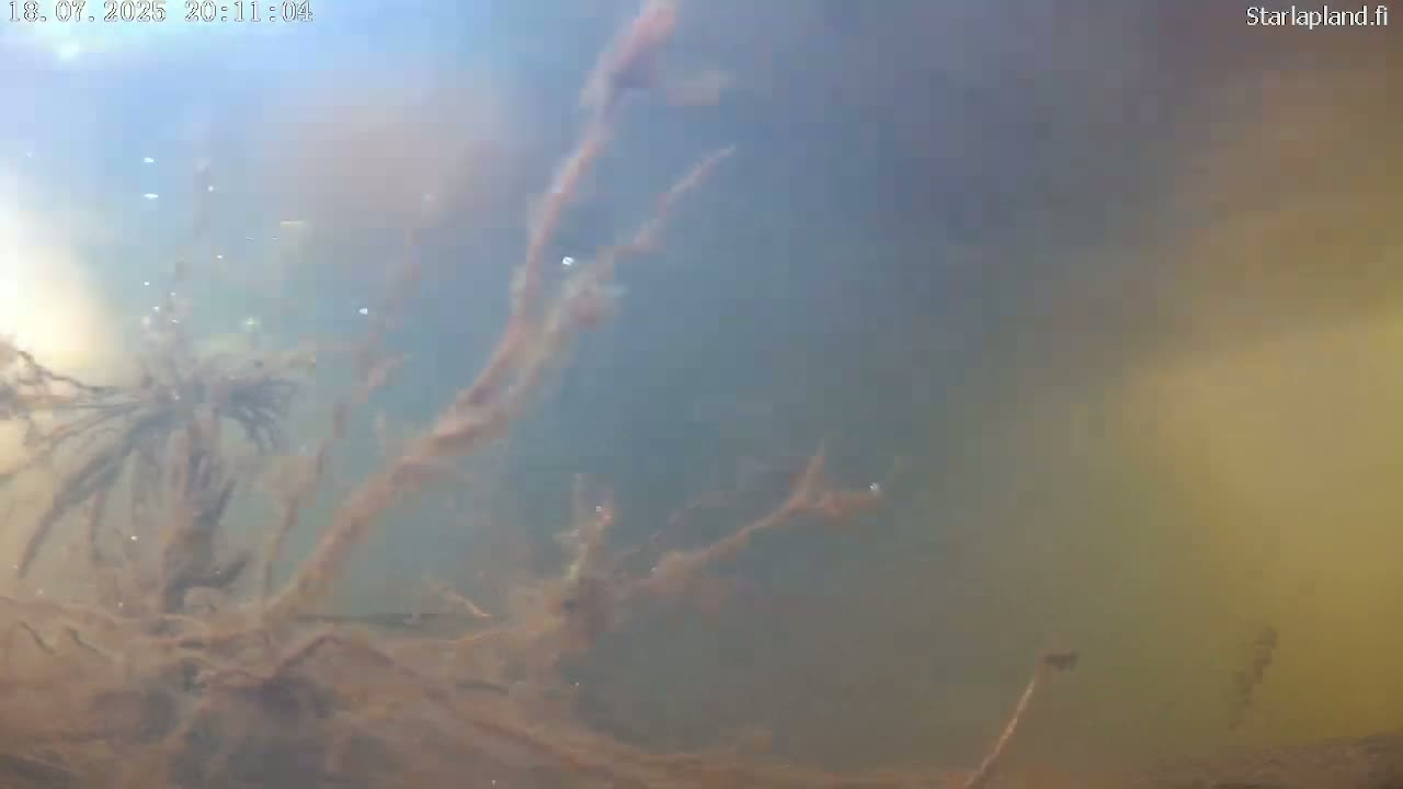 Sodankyla, Kitinen River Underwater Fish World Live Cam -  Sodankylä, Northern Lapland (Pohjois-Lappi), Lapland (Lappi), Finland