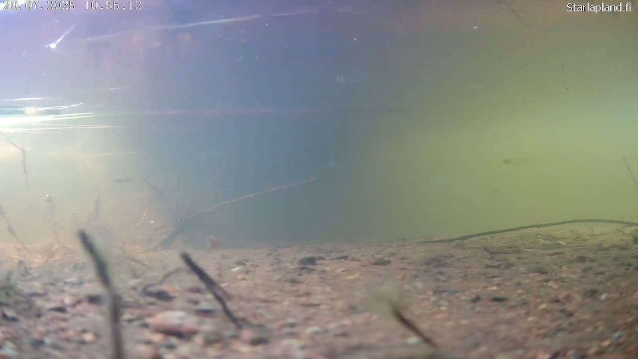 An underwater view shows a murky, sandy bottom with sparse aquatic plants and some small fish visible in the slightly greenish water.