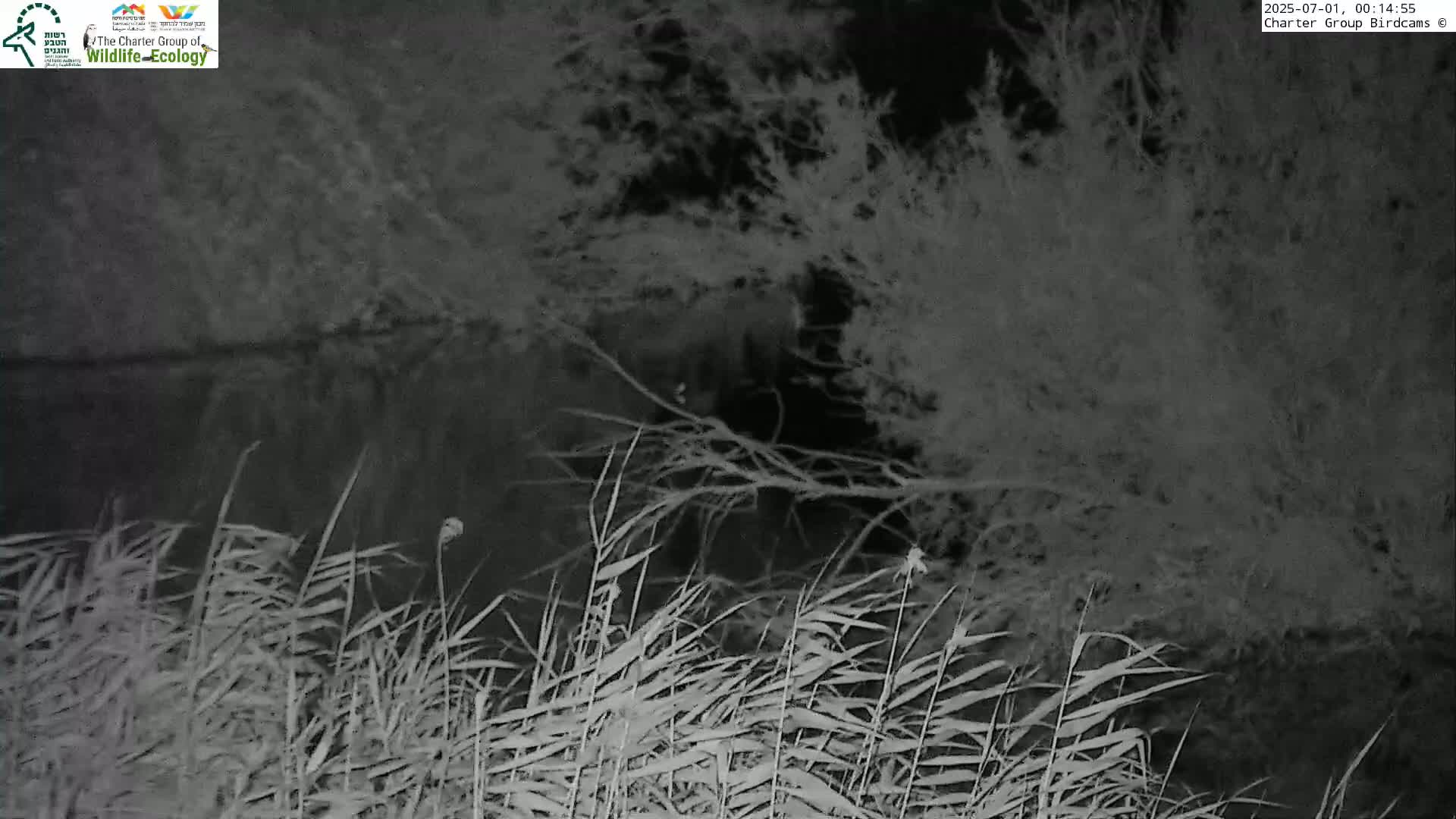 Israel-Syria Border Animal Life, Golan Hills & (Mount Hermon)/Jabal al Shaykh View from Hula Nature Reserve Live Cam - Yesud Hamaala, Northern, Israel