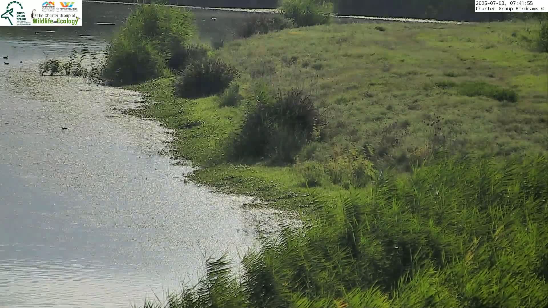 Israel-Syria Border Animal Life, Golan Hills & (Mount Hermon)/Jabal al Shaykh View from Hula Nature Reserve Live Cam - Yesud Hamaala, Northern, Israel