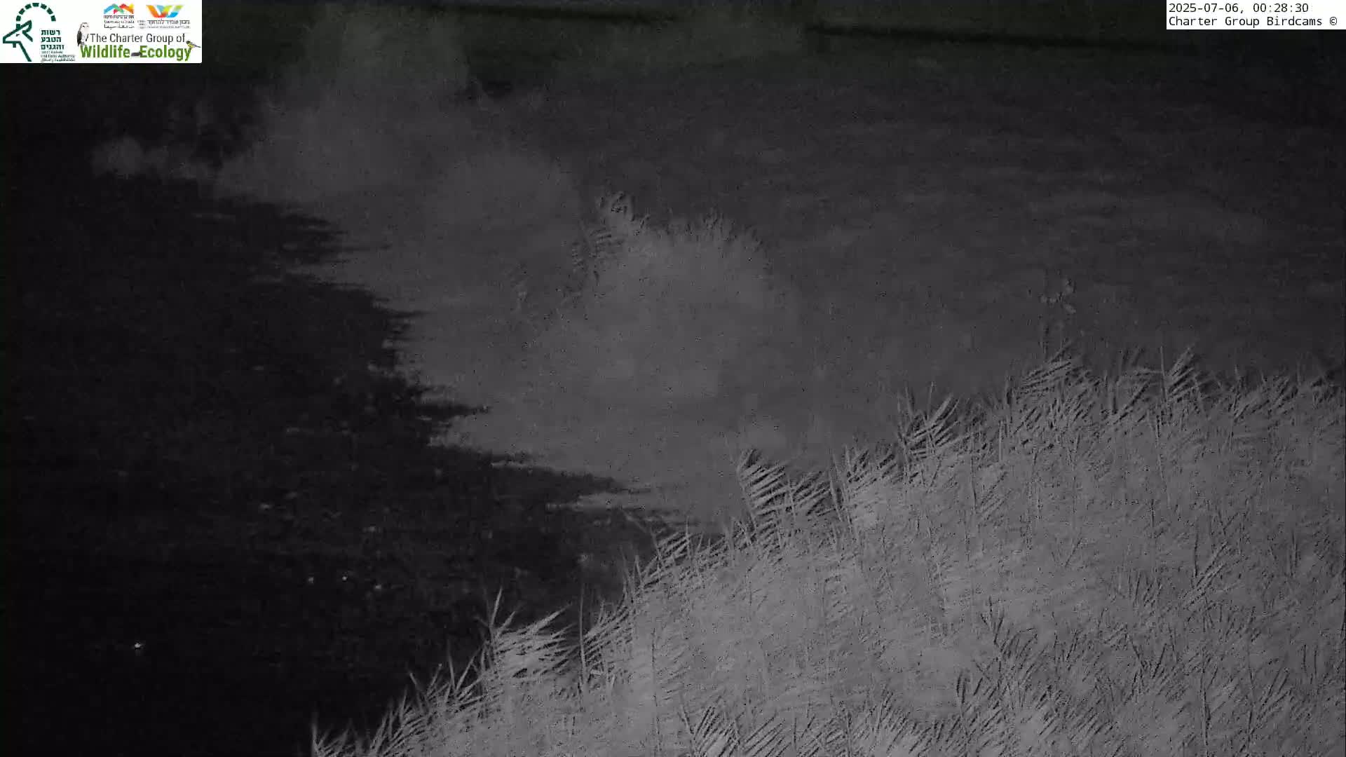Israel-Syria Border Animal Life, Golan Hills & (Mount Hermon)/Jabal al Shaykh View from Hula Nature Reserve Live Cam - Yesud Hamaala, Northern, Israel