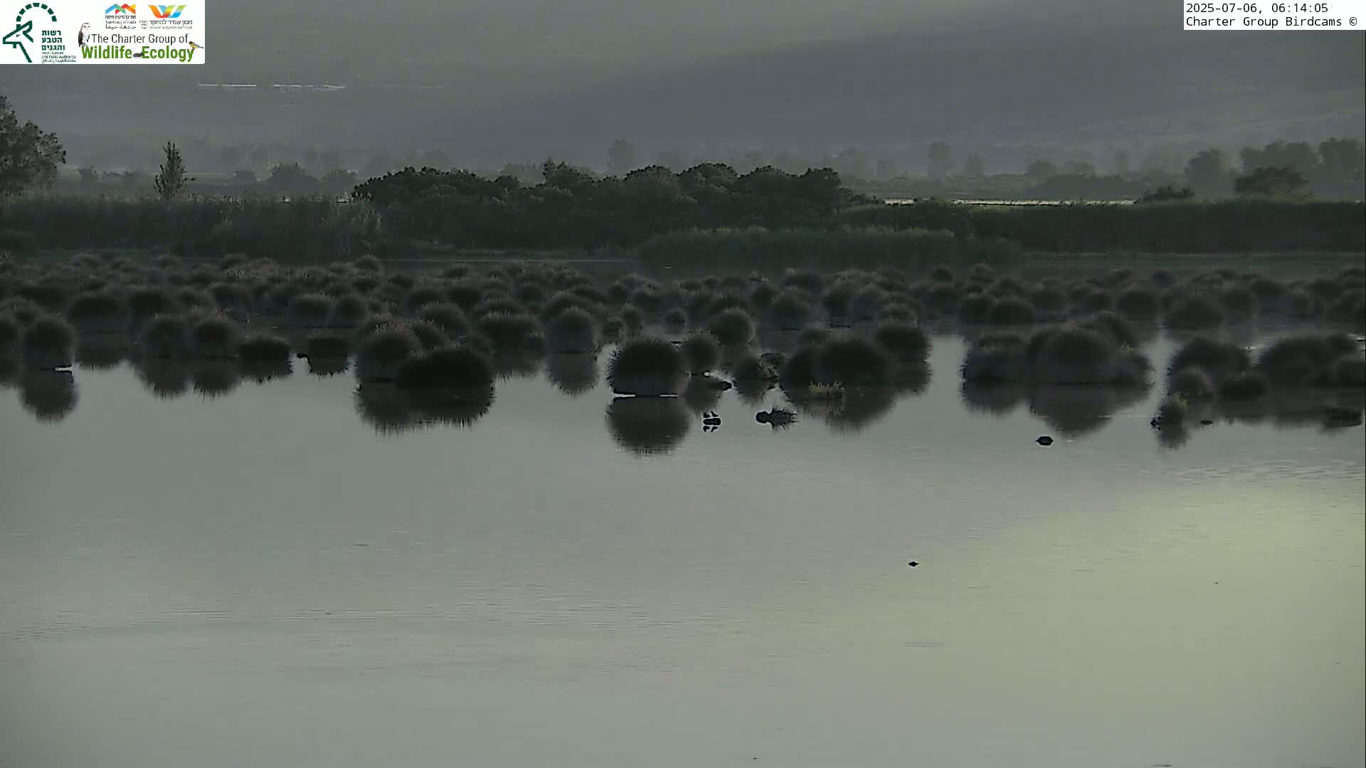 Israel-Syria Border Animal Life, Golan Hills & (Mount Hermon)/Jabal al Shaykh View from Hula Nature Reserve Live Cam - Yesud Hamaala, Northern, Israel