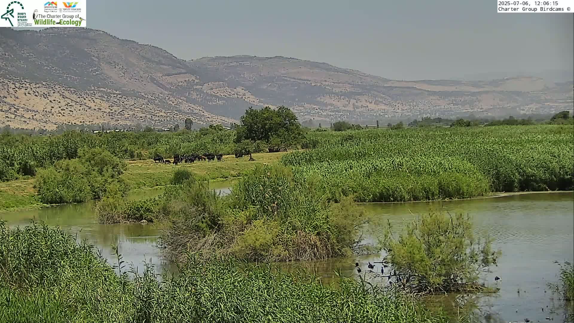 Israel-Syria Border Animal Life, Golan Hills & (Mount Hermon)/Jabal al Shaykh View from Hula Nature Reserve Live Cam - Yesud Hamaala, Northern, Israel