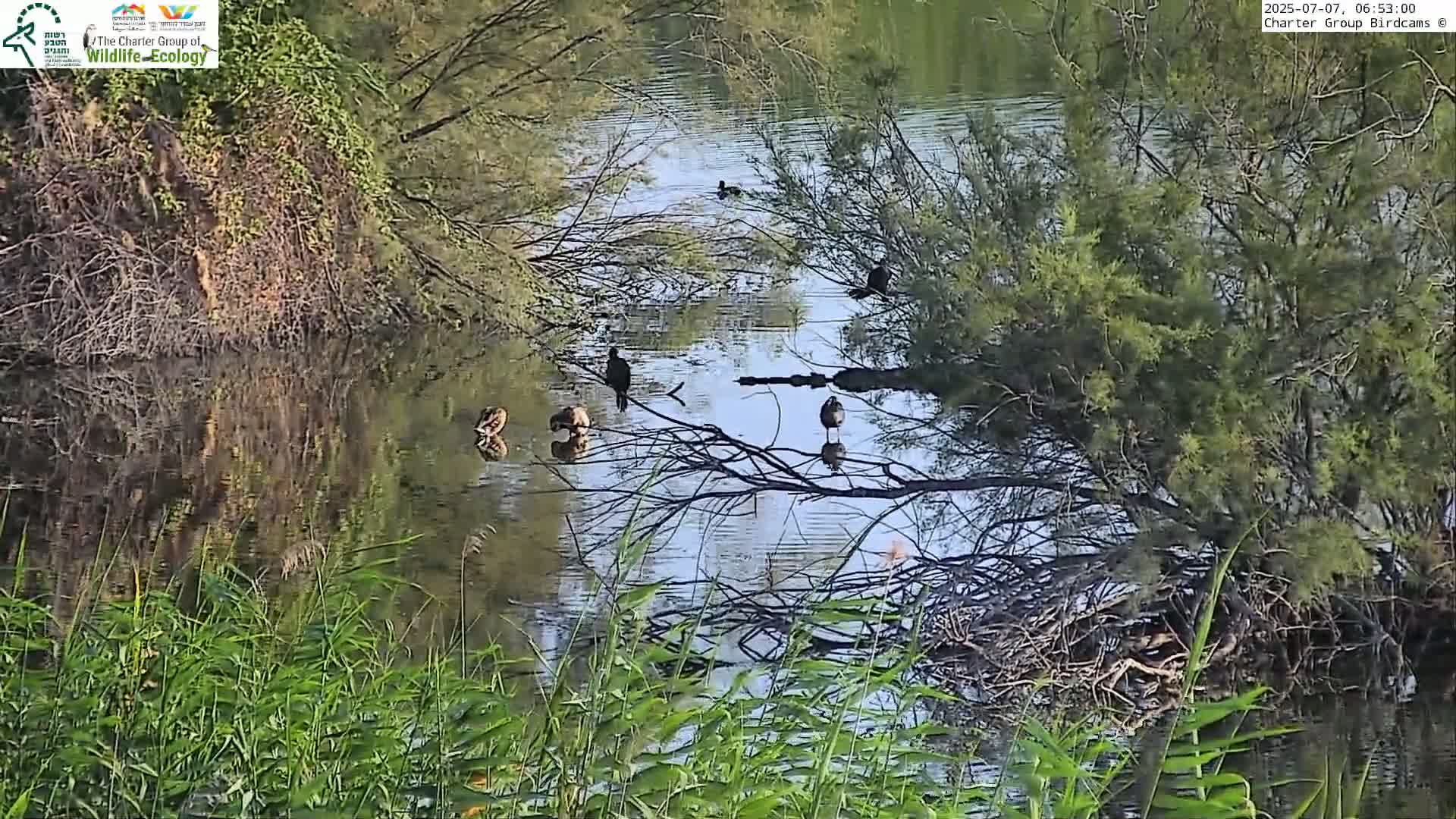 Israel-Syria Border Animal Life, Golan Hills & (Mount Hermon)/Jabal al Shaykh View from Hula Nature Reserve Live Cam - Yesud Hamaala, Northern, Israel