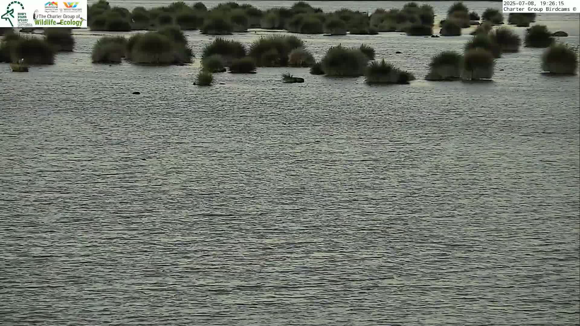 Israel-Syria Border Animal Life, Golan Hills & (Mount Hermon)/Jabal al Shaykh View from Hula Nature Reserve Live Cam - Yesud Hamaala, Northern, Israel