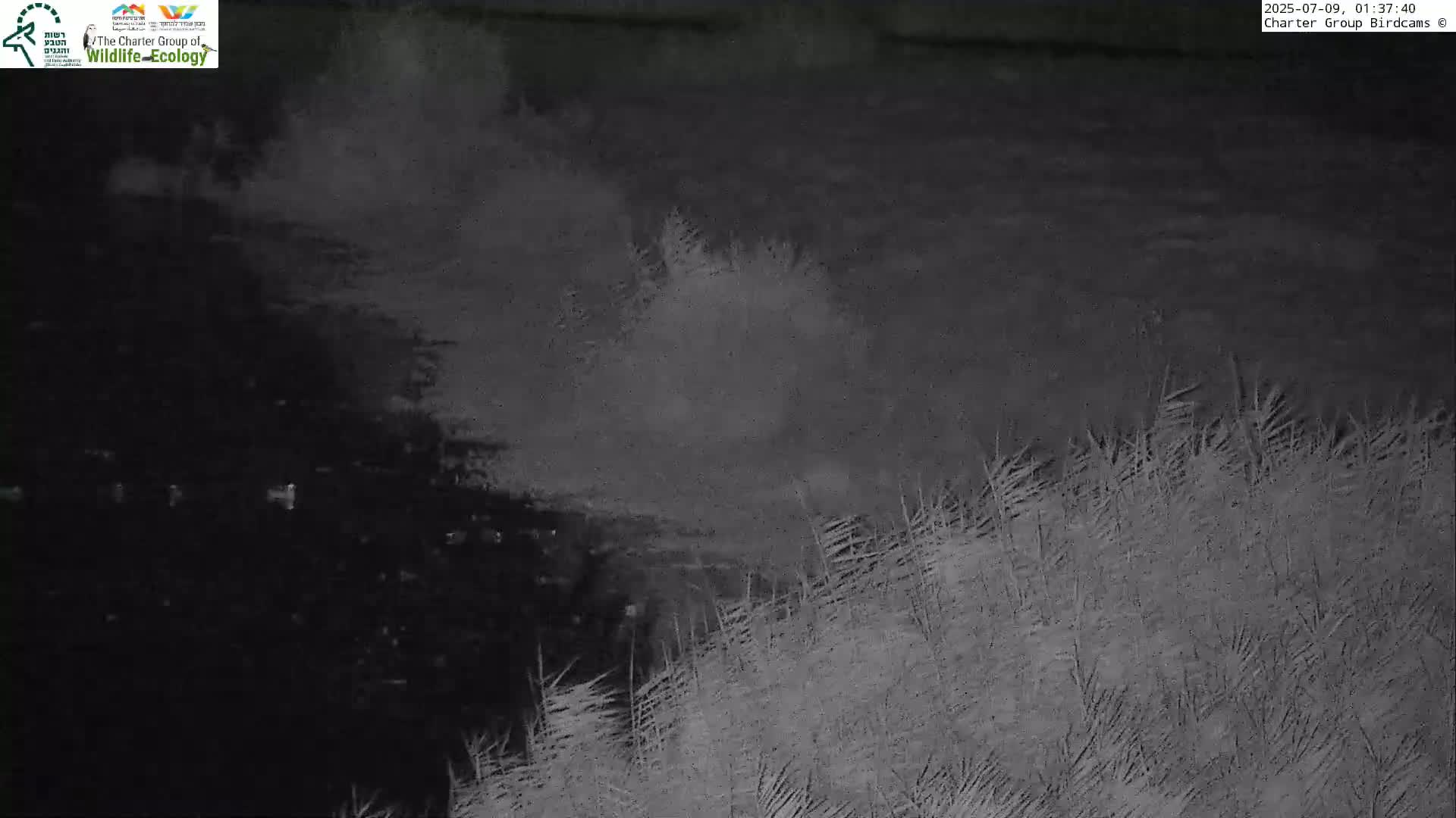 Israel-Syria Border Animal Life, Golan Hills & (Mount Hermon)/Jabal al Shaykh View from Hula Nature Reserve Live Cam - Yesud Hamaala, Northern, Israel