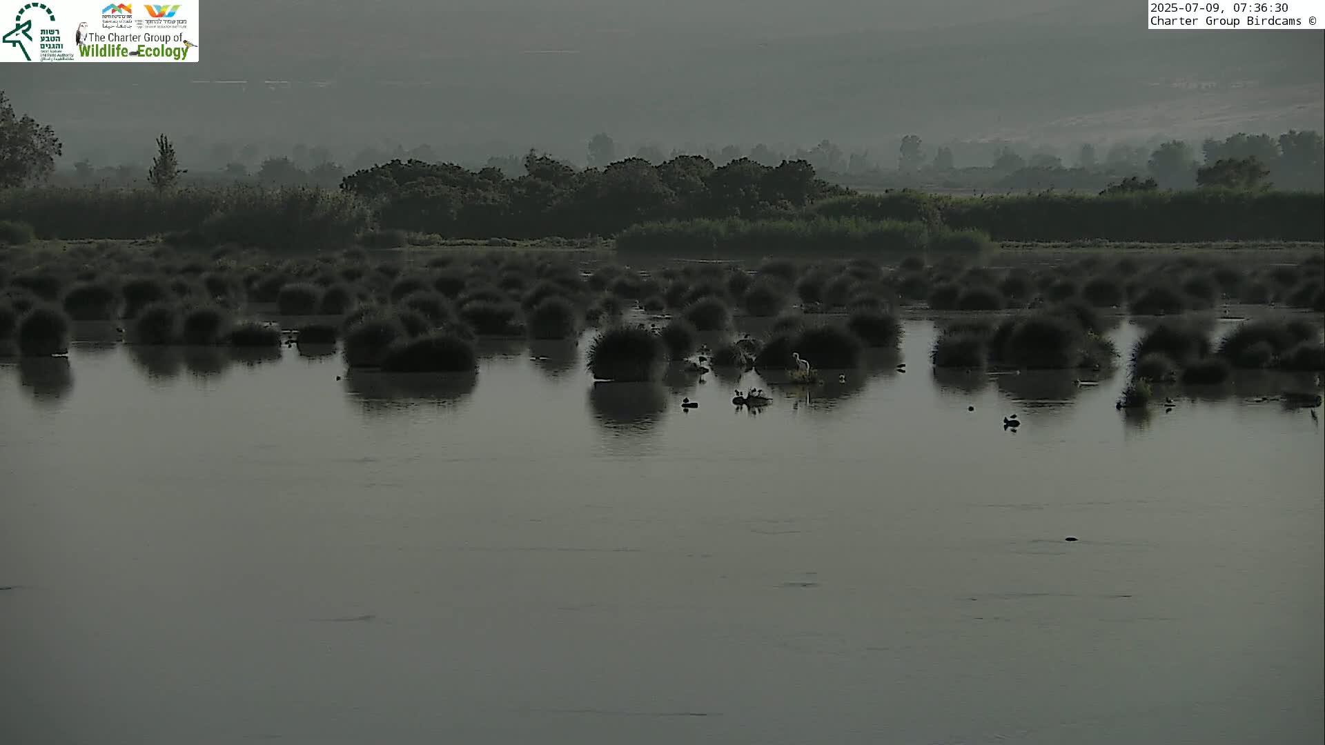 Israel-Syria Border Animal Life, Golan Hills & (Mount Hermon)/Jabal al Shaykh View from Hula Nature Reserve Live Cam - Yesud Hamaala, Northern, Israel