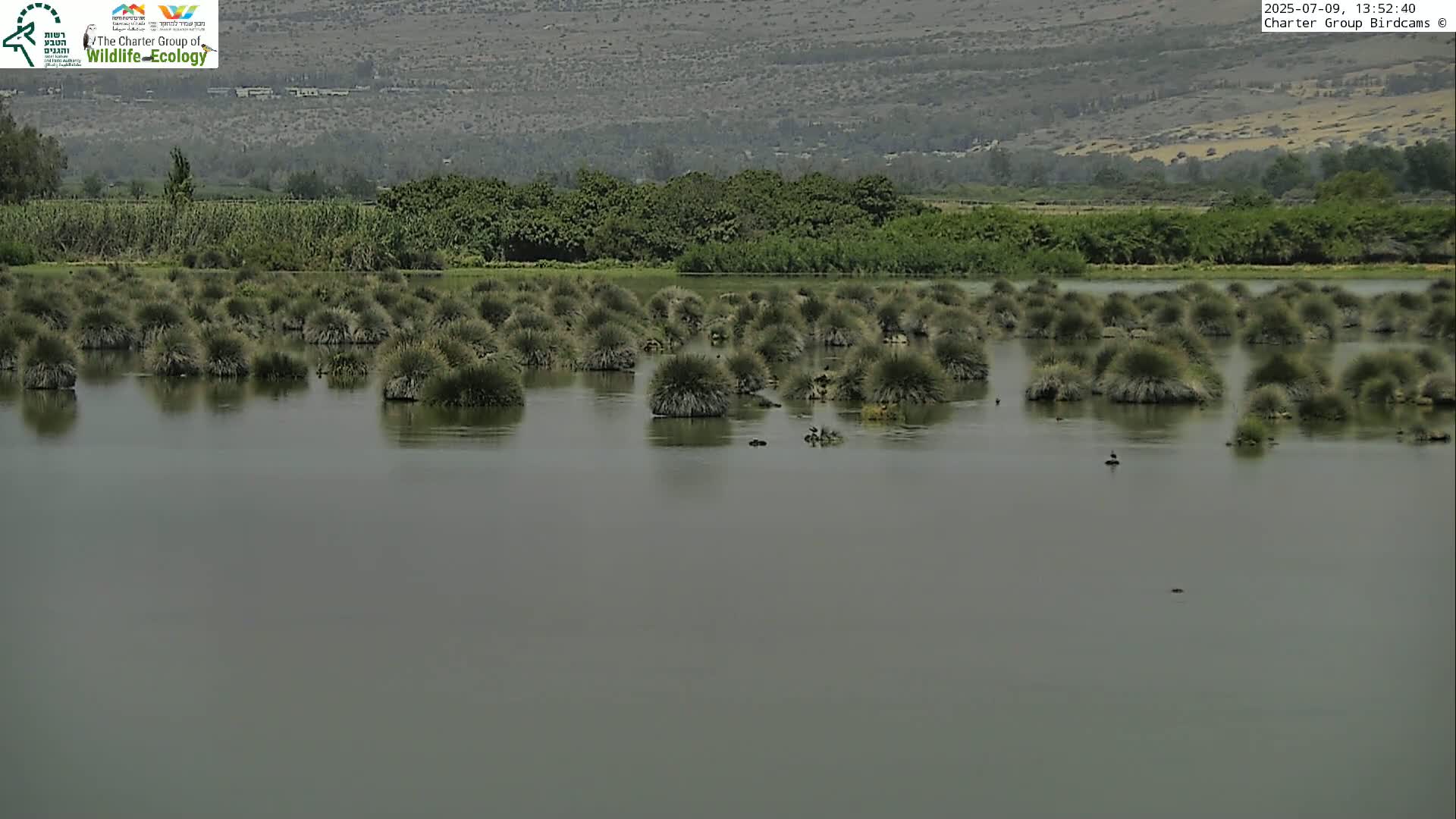 Israel-Syria Border Animal Life, Golan Hills & (Mount Hermon)/Jabal al Shaykh View from Hula Nature Reserve Live Cam - Yesud Hamaala, Northern, Israel