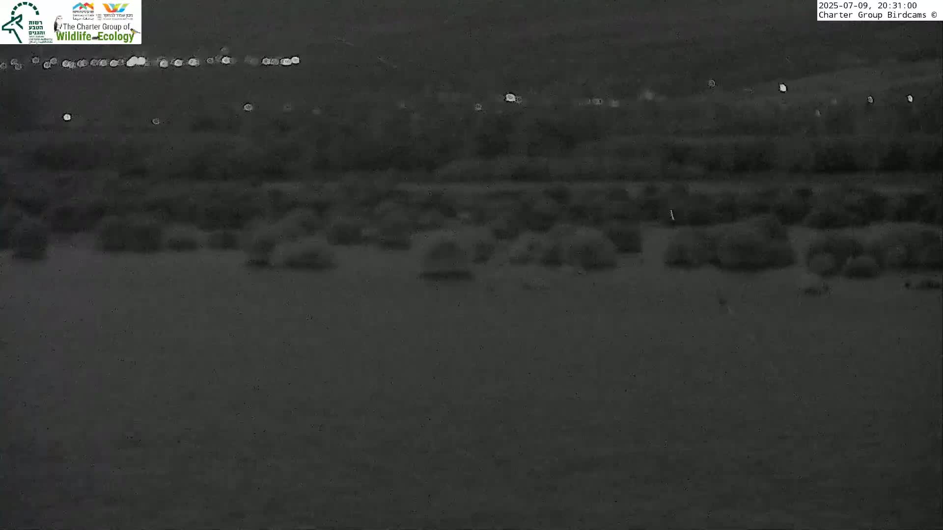 Israel-Syria Border Animal Life, Golan Hills & (Mount Hermon)/Jabal al Shaykh View from Hula Nature Reserve Live Cam - Yesud Hamaala, Northern, Israel