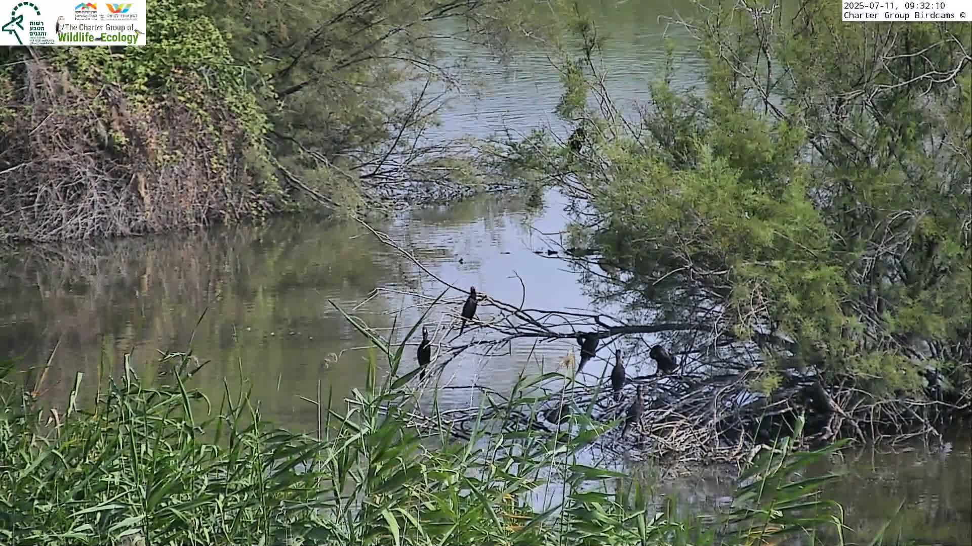 Israel-Syria Border Animal Life, Golan Hills & (Mount Hermon)/Jabal al Shaykh View from Hula Nature Reserve Live Cam - Yesud Hamaala, Northern, Israel