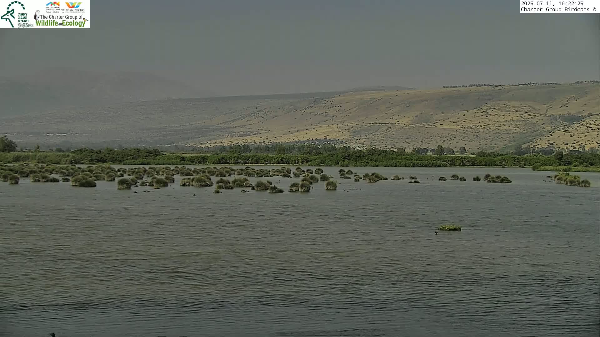 Israel-Syria Border Animal Life, Golan Hills & (Mount Hermon)/Jabal al Shaykh View from Hula Nature Reserve Live Cam - Yesud Hamaala, Northern, Israel