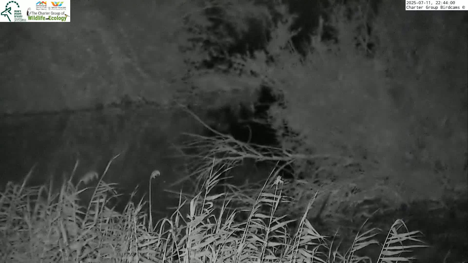 Israel-Syria Border Animal Life, Golan Hills & (Mount Hermon)/Jabal al Shaykh View from Hula Nature Reserve Live Cam - Yesud Hamaala, Northern, Israel