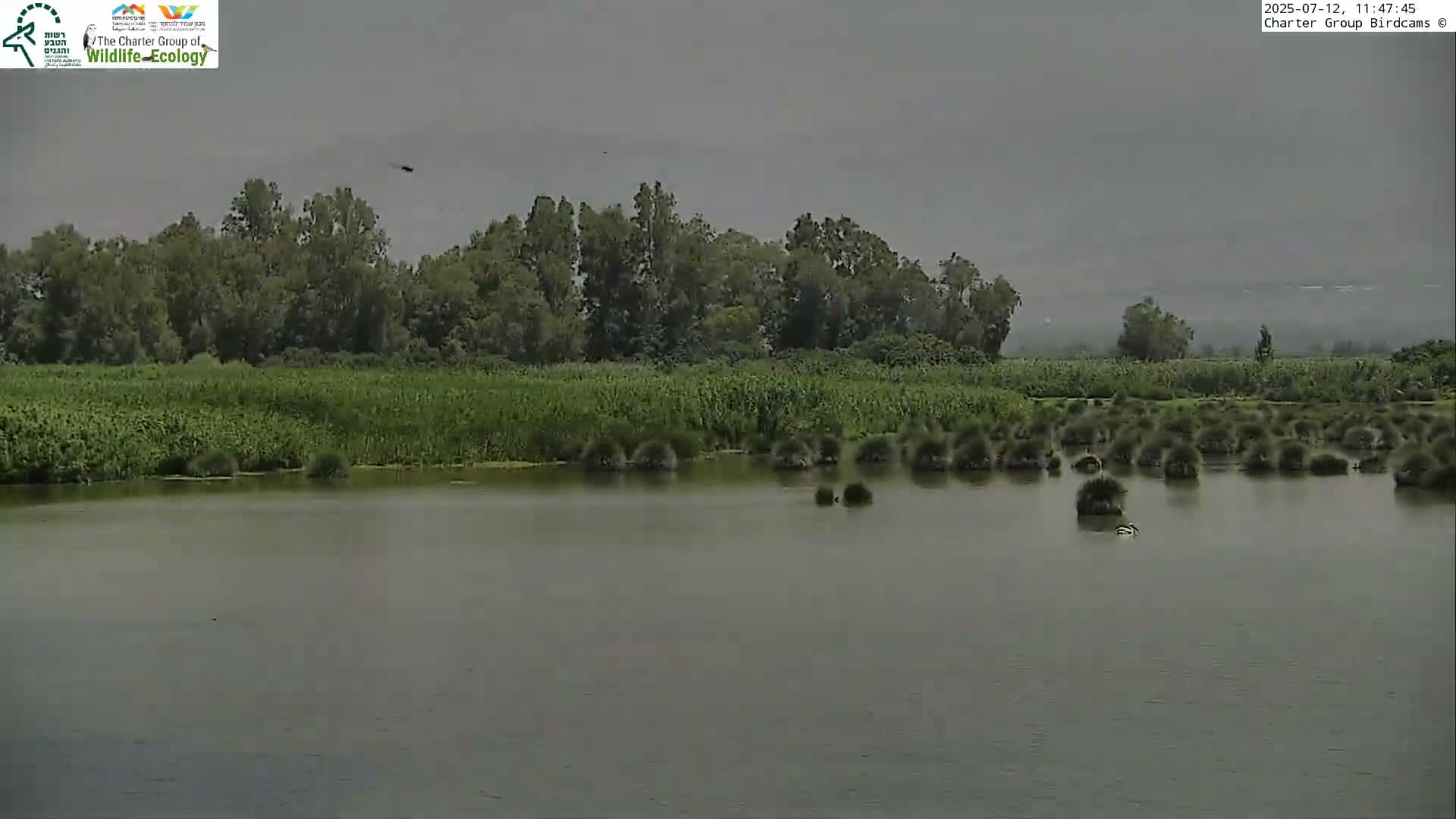 Israel-Syria Border Animal Life, Golan Hills & (Mount Hermon)/Jabal al Shaykh View from Hula Nature Reserve Live Cam - Yesud Hamaala, Northern, Israel