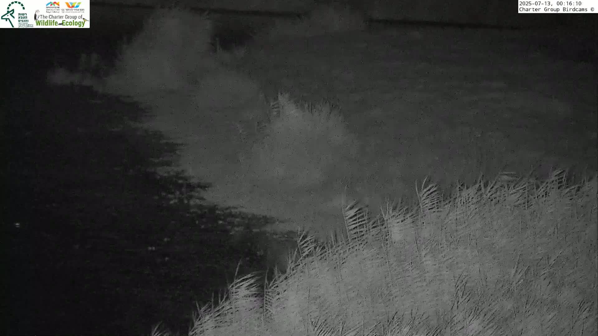 Israel-Syria Border Animal Life, Golan Hills & (Mount Hermon)/Jabal al Shaykh View from Hula Nature Reserve Live Cam - Yesud Hamaala, Northern, Israel