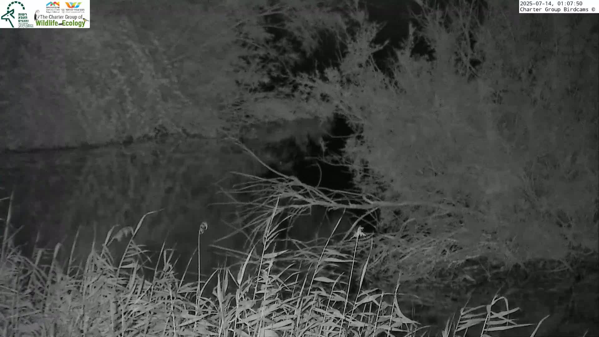 Israel-Syria Border Animal Life, Golan Hills & (Mount Hermon)/Jabal al Shaykh View from Hula Nature Reserve Live Cam - Yesud Hamaala, Northern, Israel