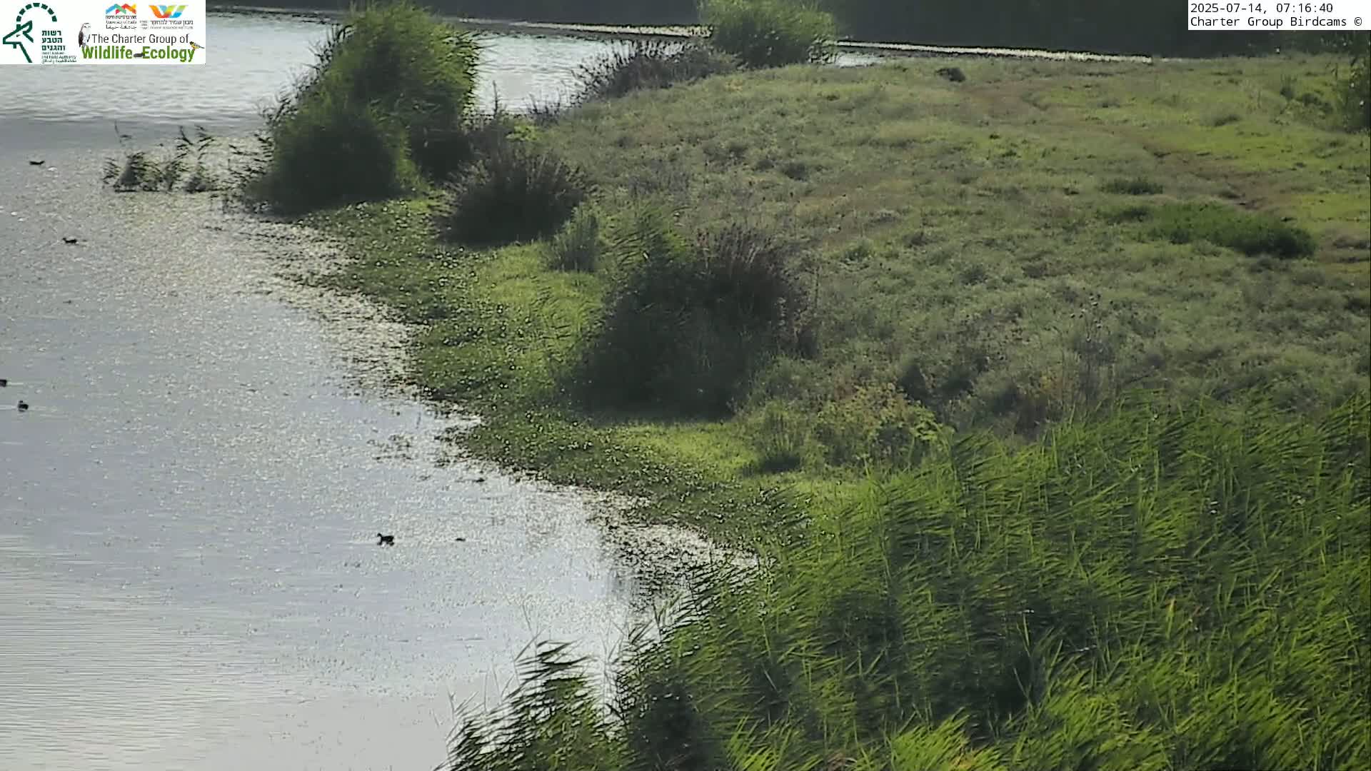 Israel-Syria Border Animal Life, Golan Hills & (Mount Hermon)/Jabal al Shaykh View from Hula Nature Reserve Live Cam - Yesud Hamaala, Northern, Israel