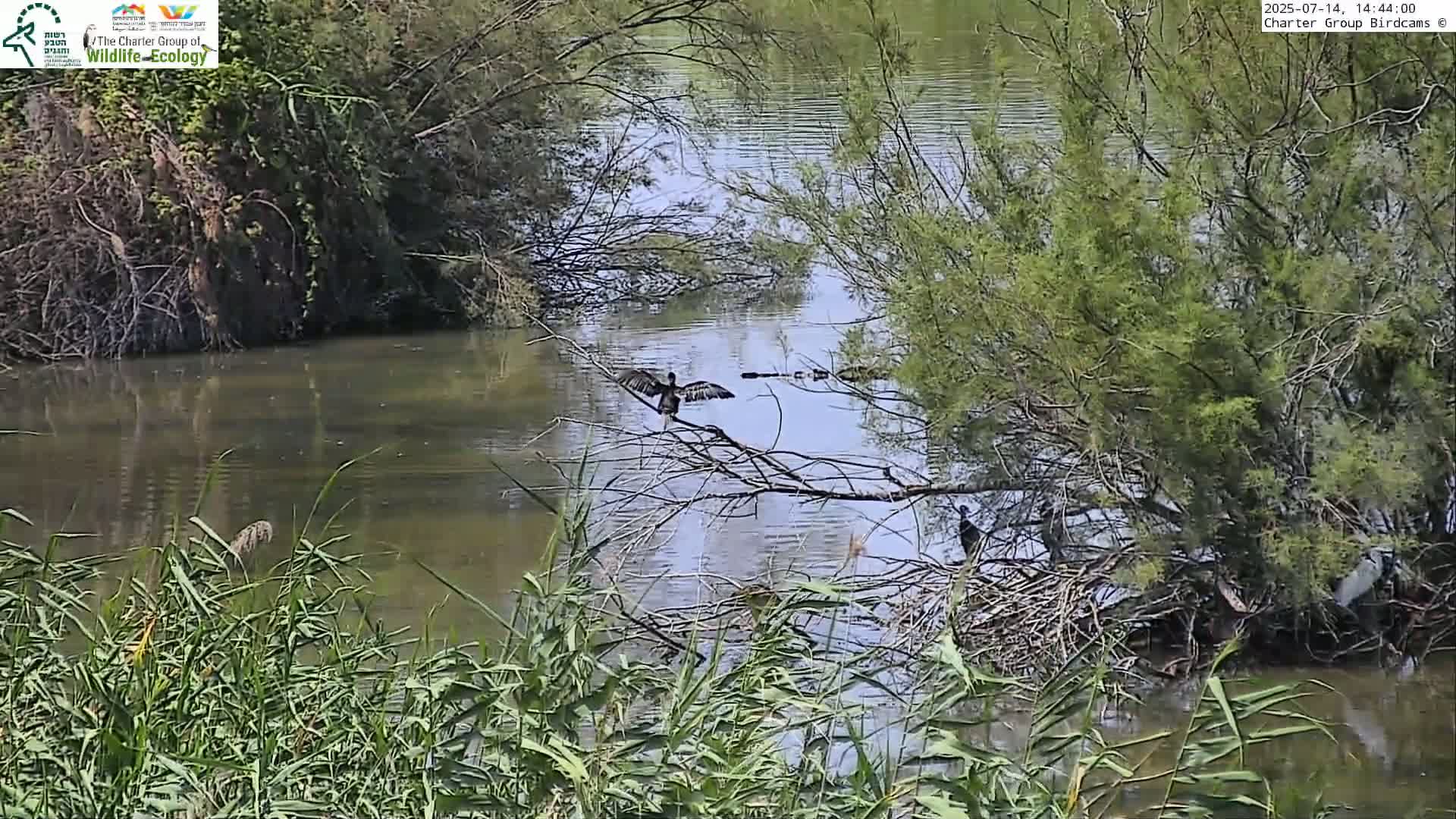 Israel-Syria Border Animal Life, Golan Hills & (Mount Hermon)/Jabal al Shaykh View from Hula Nature Reserve Live Cam - Yesud Hamaala, Northern, Israel