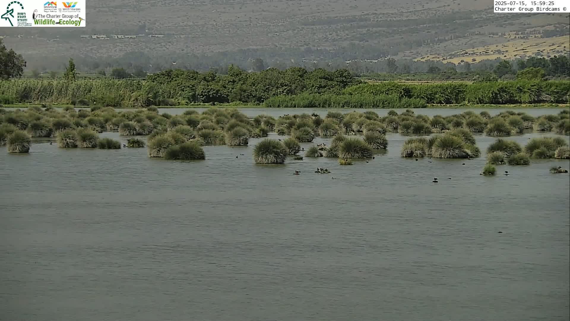 Israel-Syria Border Animal Life, Golan Hills & (Mount Hermon)/Jabal al Shaykh View from Hula Nature Reserve Live Cam - Yesud Hamaala, Northern, Israel