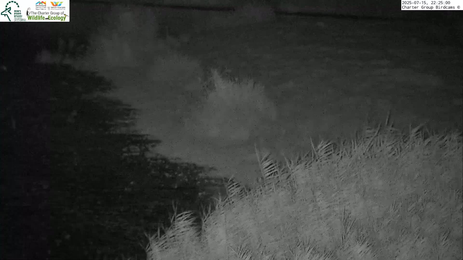 Israel-Syria Border Animal Life, Golan Hills & (Mount Hermon)/Jabal al Shaykh View from Hula Nature Reserve Live Cam - Yesud Hamaala, Northern, Israel