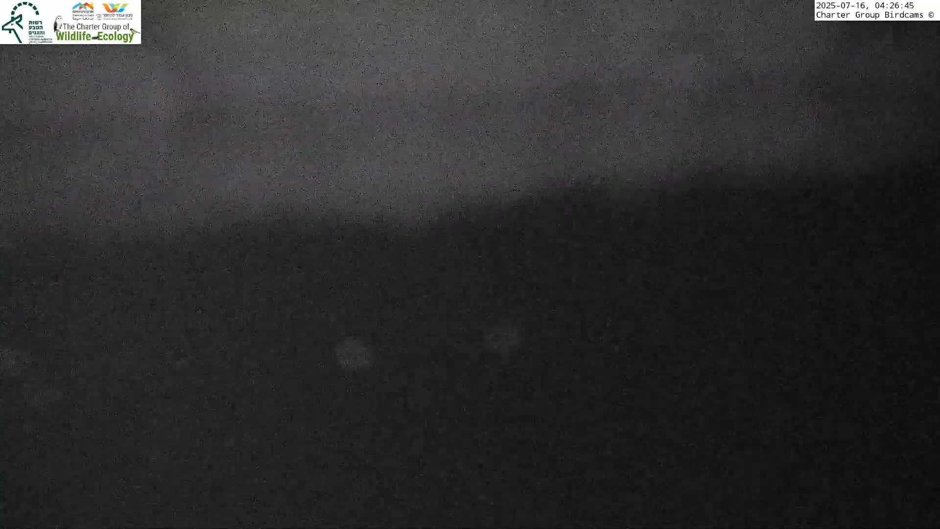 Israel-Syria Border Animal Life, Golan Hills & (Mount Hermon)/Jabal al Shaykh View from Hula Nature Reserve Live Cam - Yesud Hamaala, Northern, Israel