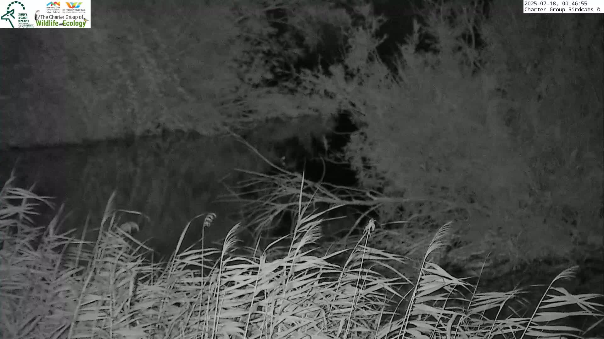 Israel-Syria Border Animal Life, Golan Hills & (Mount Hermon)/Jabal al Shaykh View from Hula Nature Reserve Live Cam - Yesud Hamaala, Northern, Israel