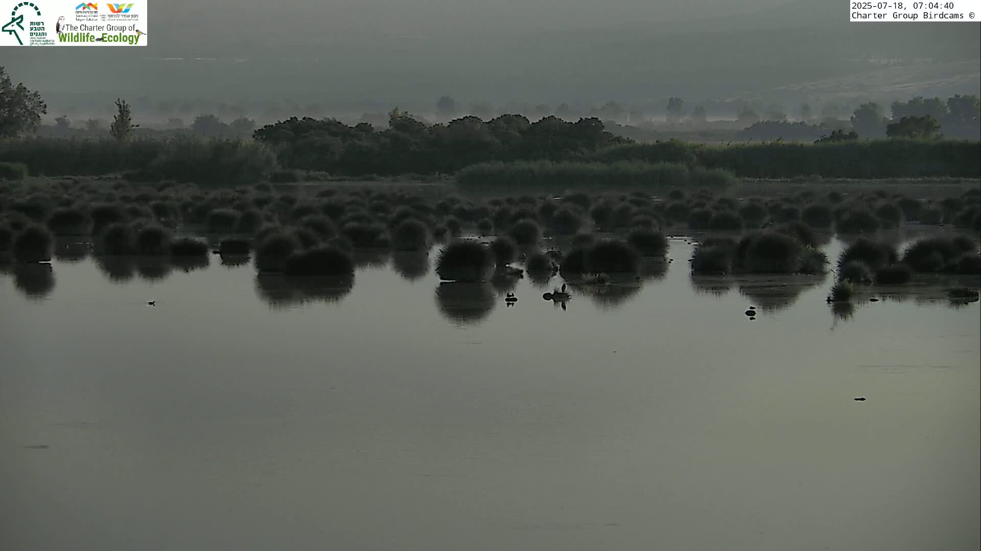 Israel-Syria Border Animal Life, Golan Hills & (Mount Hermon)/Jabal al Shaykh View from Hula Nature Reserve Live Cam - Yesud Hamaala, Northern, Israel
