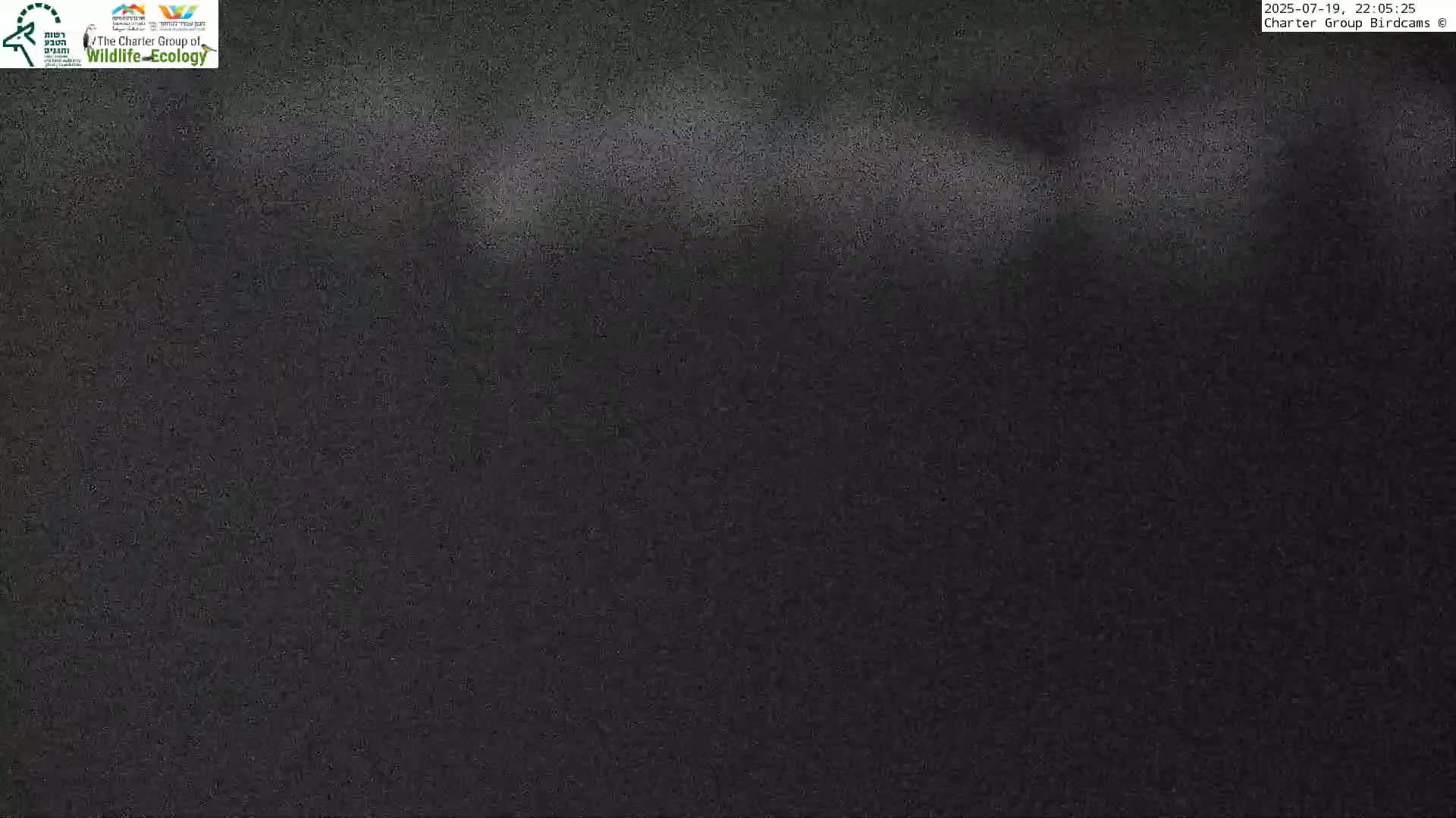 Israel-Syria Border Animal Life, Golan Hills & (Mount Hermon)/Jabal al Shaykh View from Hula Nature Reserve Live Cam - Yesud Hamaala, Northern, Israel