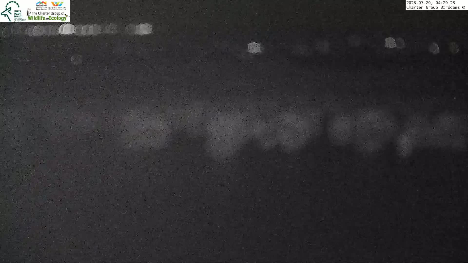 Israel-Syria Border Animal Life, Golan Hills & (Mount Hermon)/Jabal al Shaykh View from Hula Nature Reserve Live Cam - Yesud Hamaala, Northern, Israel