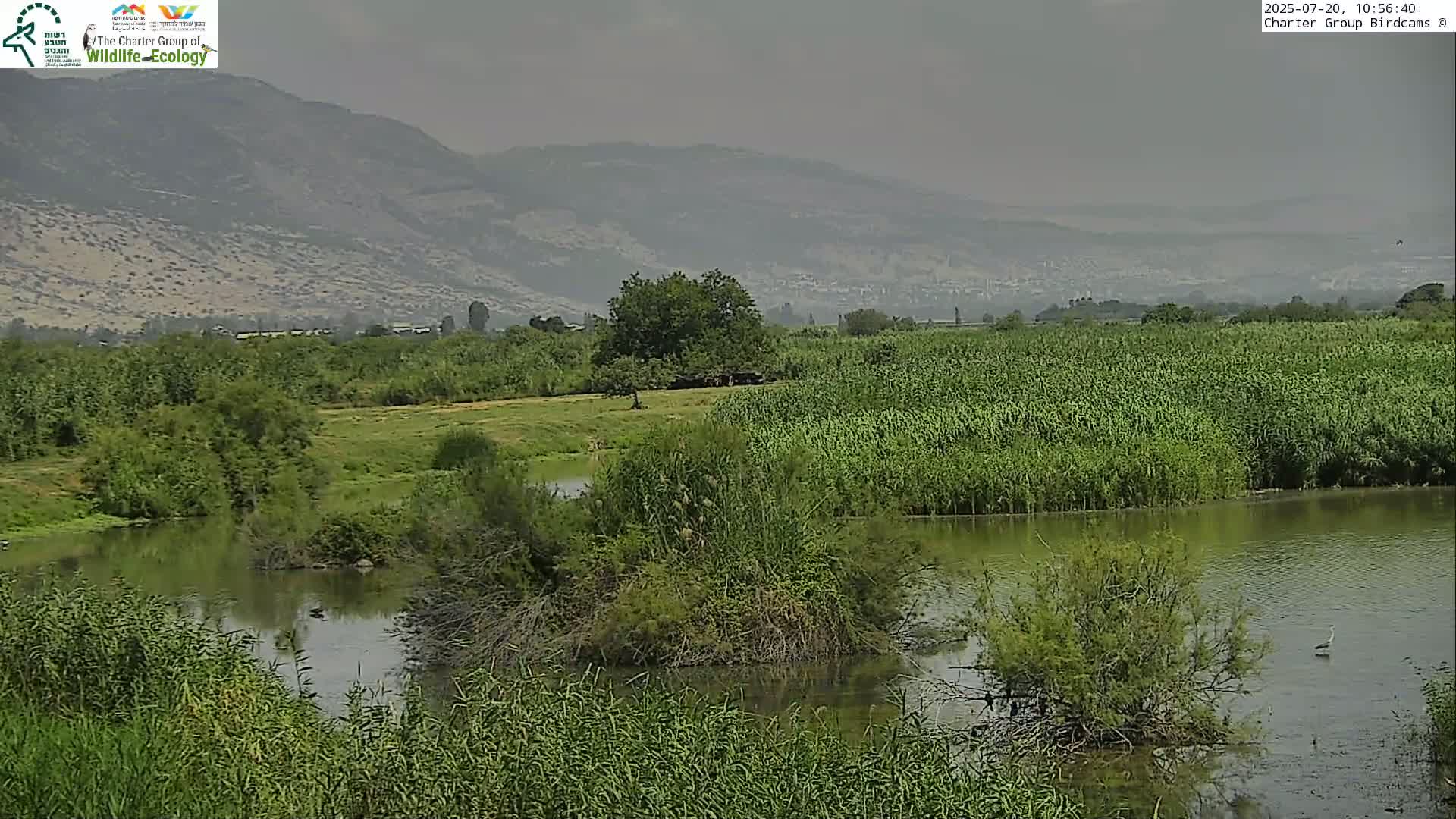 A hazy view of a calm river flowing through a lush green landscape, with tall grasses and trees, under a slightly overcast sky, and distant mountains in the background.