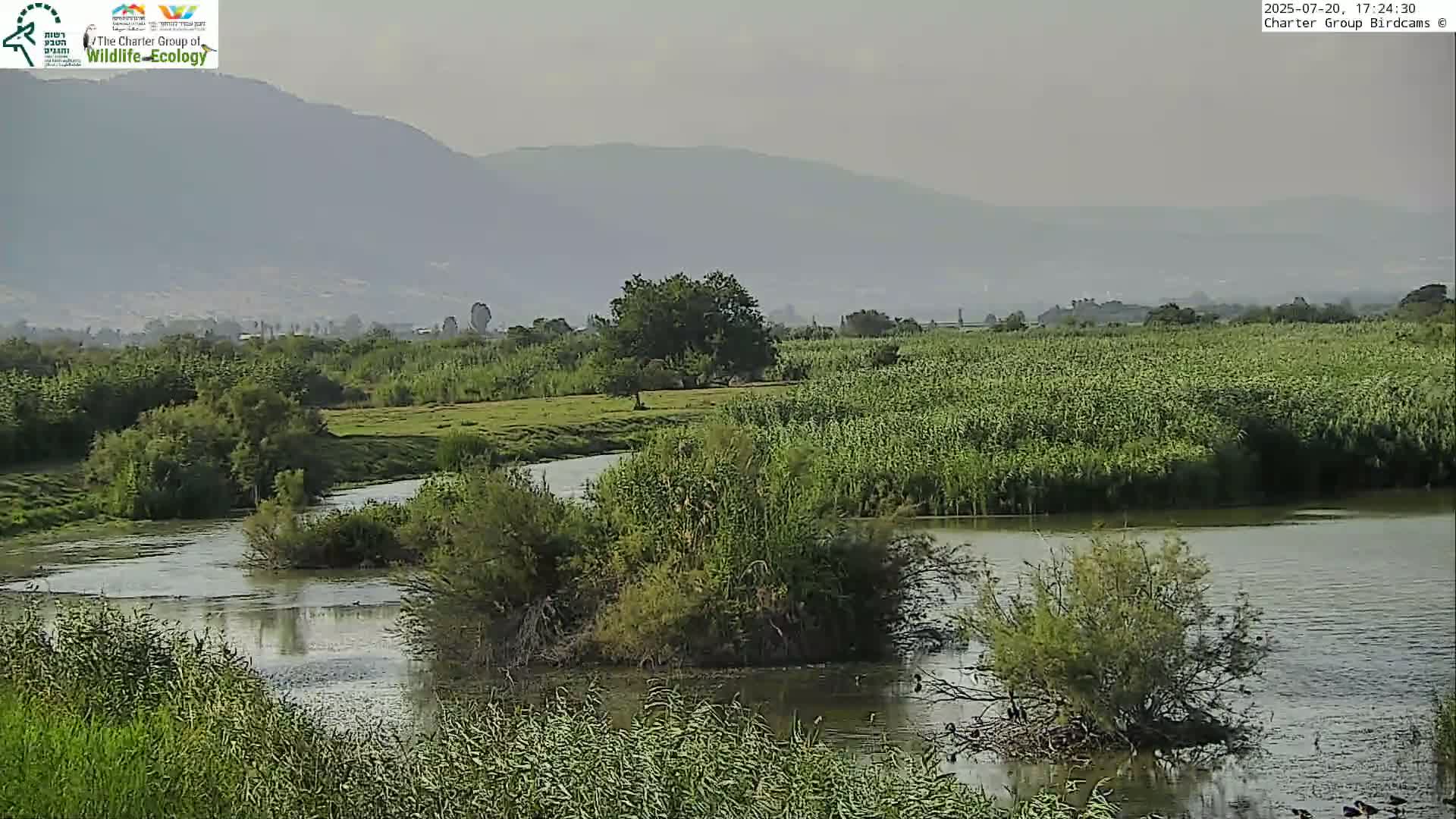 Israel-Syria Border Animal Life, Golan Hills & (Mount Hermon)/Jabal al Shaykh View from Hula Nature Reserve Live Cam - Yesud Hamaala, Northern, Israel