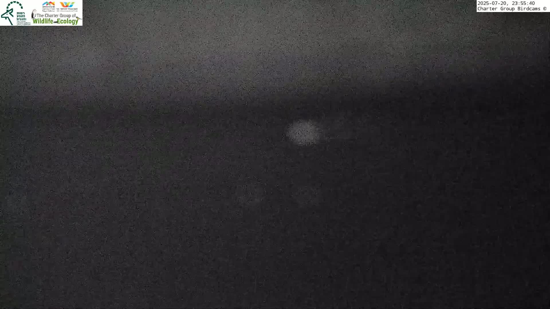 Israel-Syria Border Animal Life, Golan Hills & (Mount Hermon)/Jabal al Shaykh View from Hula Nature Reserve Live Cam - Yesud Hamaala, Northern, Israel