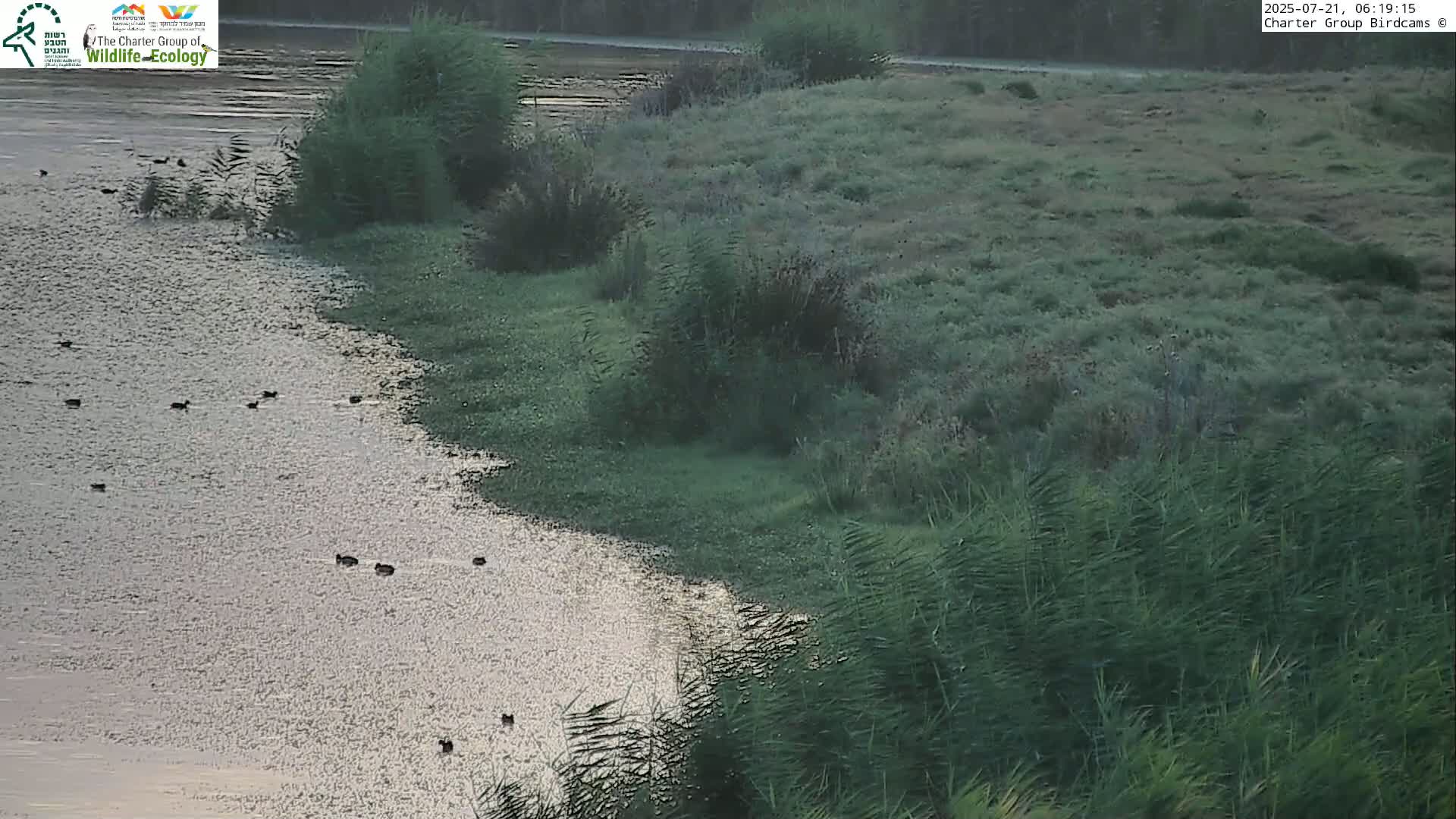 Israel-Syria Border Animal Life, Golan Hills & (Mount Hermon)/Jabal al Shaykh View from Hula Nature Reserve Live Cam - Yesud Hamaala, Northern, Israel