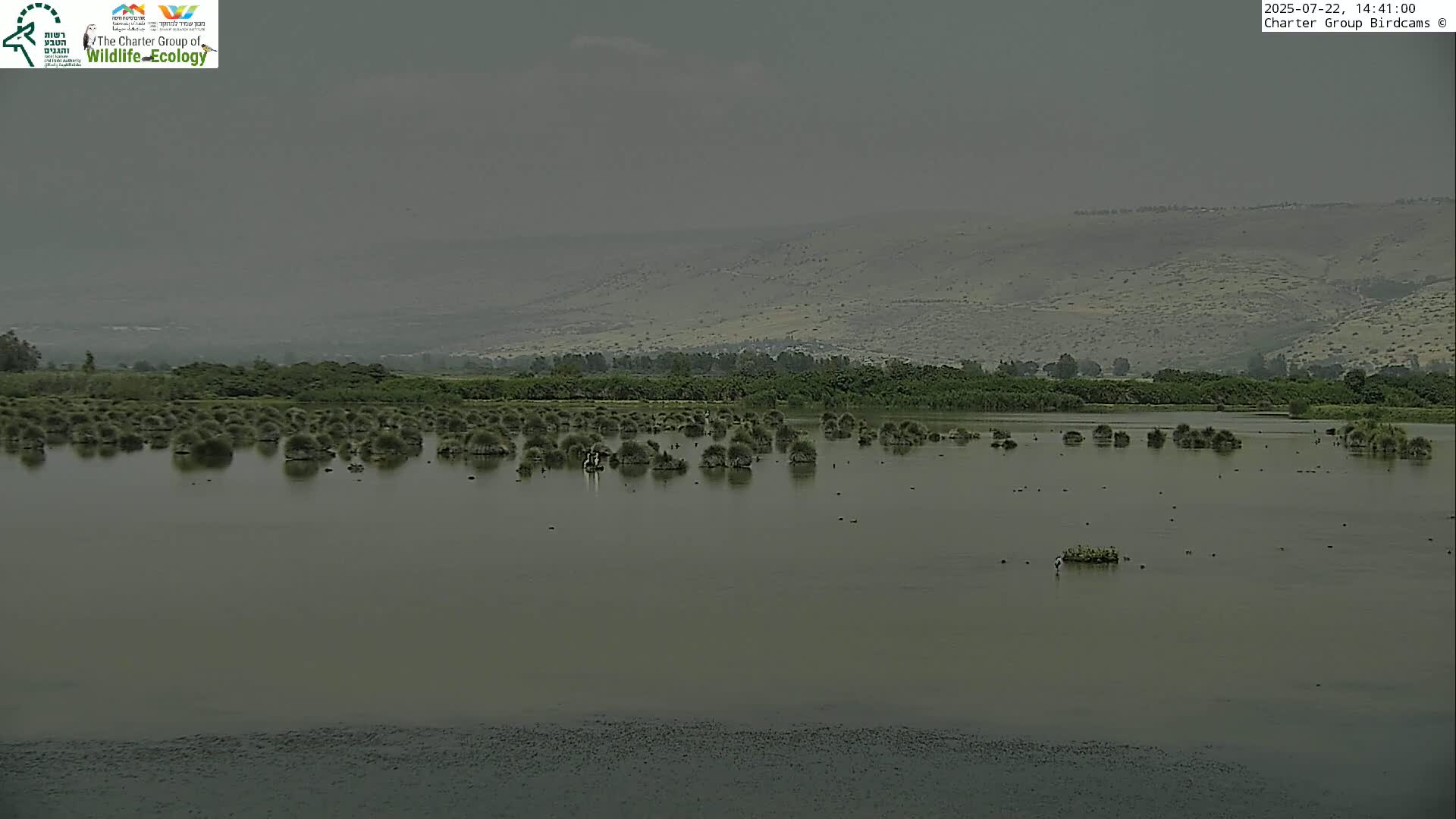 Israel-Syria Border Animal Life, Golan Hills & (Mount Hermon)/Jabal al Shaykh View from Hula Nature Reserve Live Cam - Yesud Hamaala, Northern, Israel
