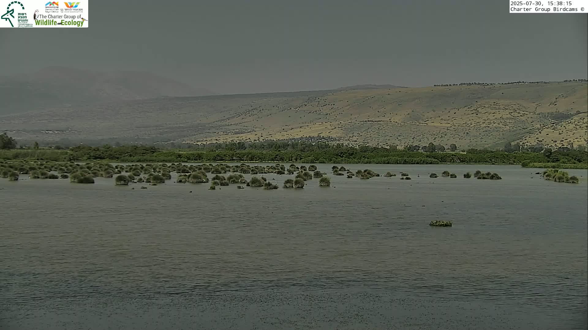 Israel-Syria Border Animal Life, Golan Hills & (Mount Hermon)/Jabal al Shaykh View from Hula Nature Reserve Live Cam - Yesud Hamaala, Northern, Israel