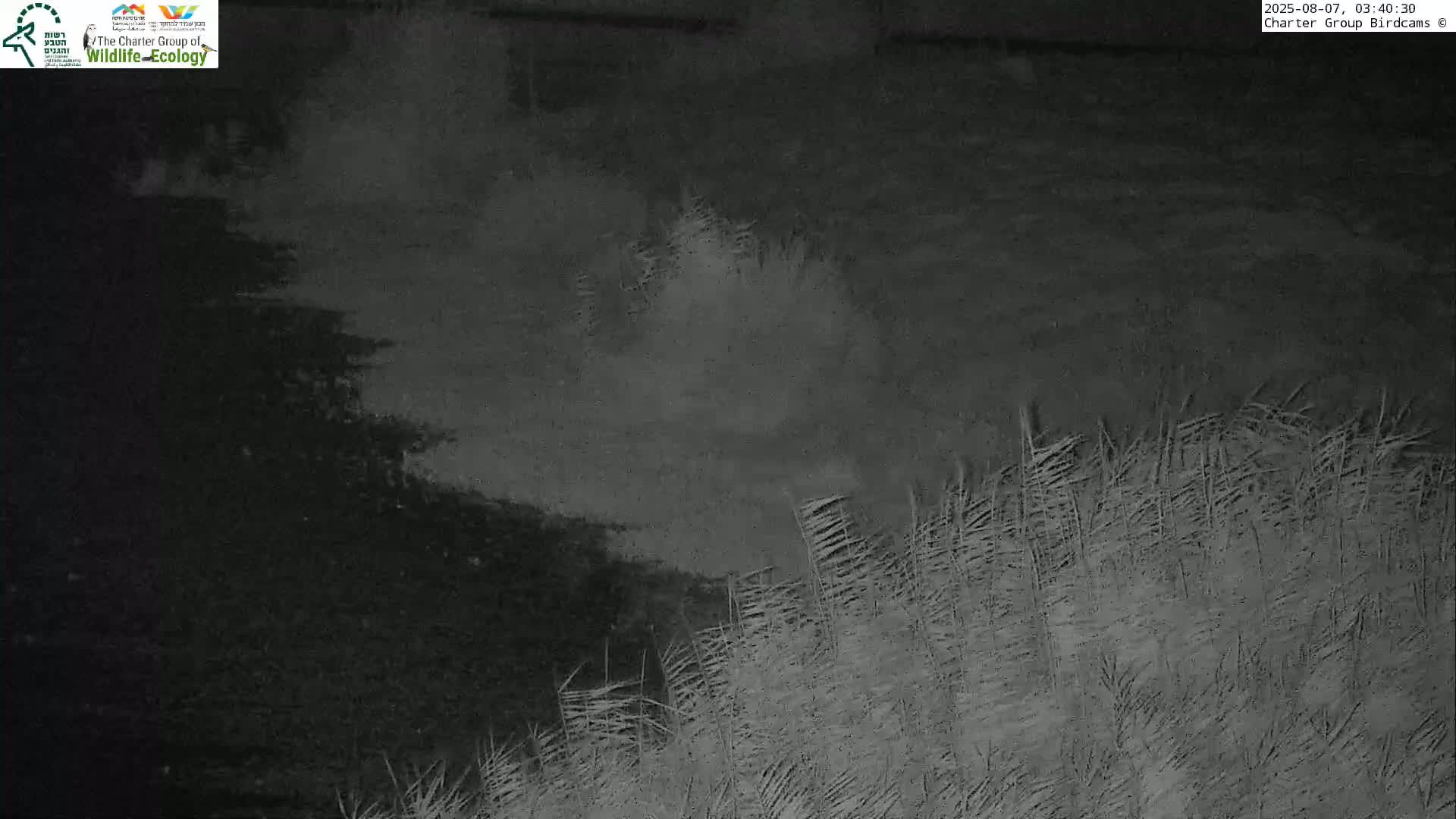 Israel-Syria Border Animal Life, Golan Hills & (Mount Hermon)/Jabal al Shaykh View from Hula Nature Reserve Live Cam - Yesud Hamaala, Northern, Israel