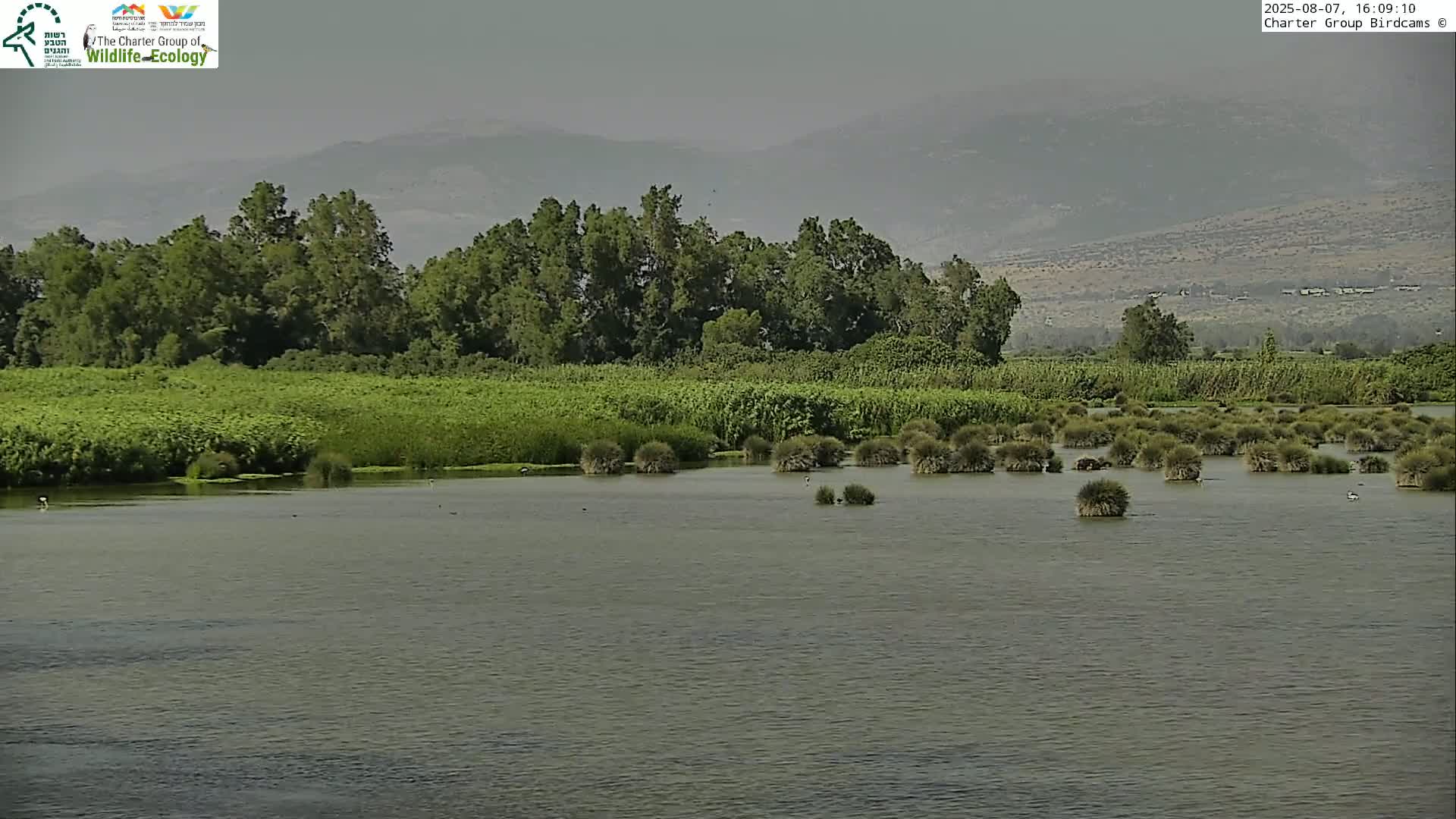 Israel-Syria Border Animal Life, Golan Hills & (Mount Hermon)/Jabal al Shaykh View from Hula Nature Reserve Live Cam - Yesud Hamaala, Northern, Israel