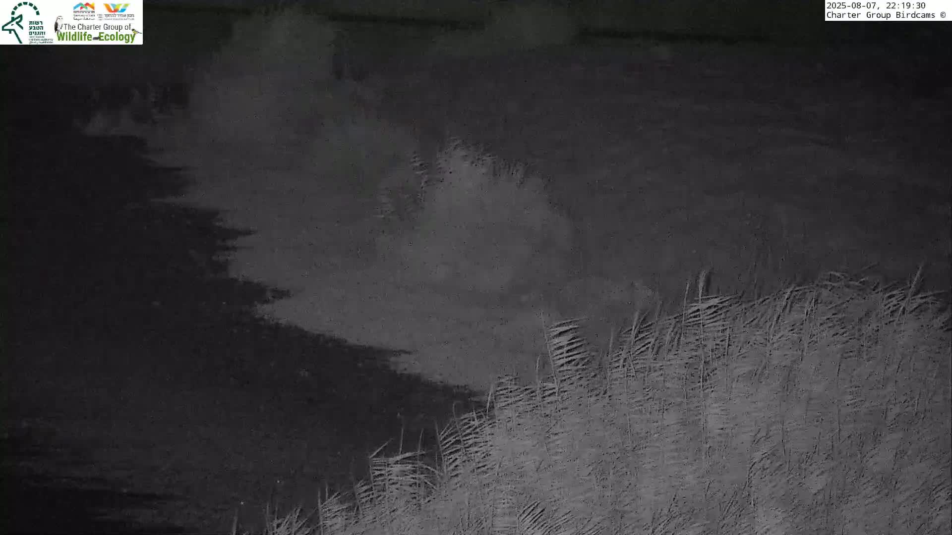 Israel-Syria Border Animal Life, Golan Hills & (Mount Hermon)/Jabal al Shaykh View from Hula Nature Reserve Live Cam - Yesud Hamaala, Northern, Israel