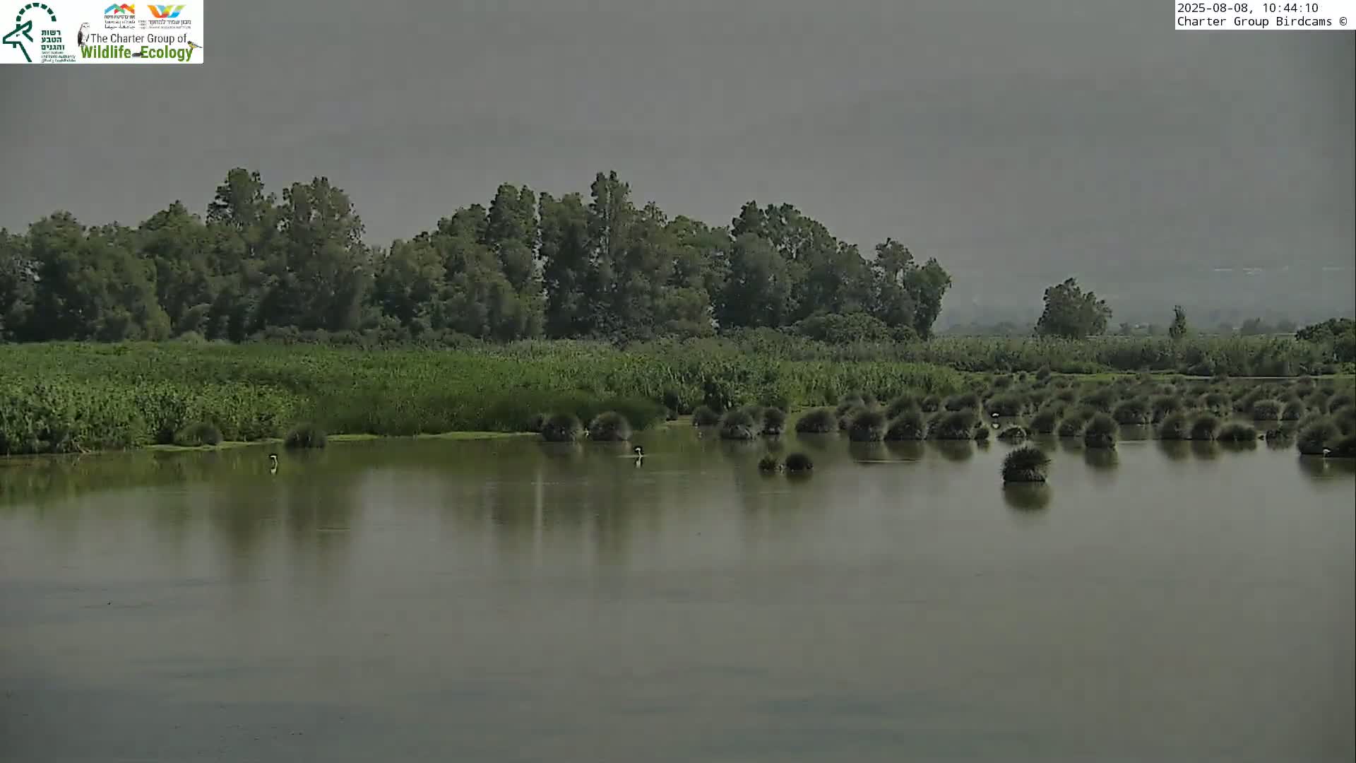 A calm body of water, surrounded by lush vegetation and a line of trees under an overcast sky, shows several birds wading in the shallows.