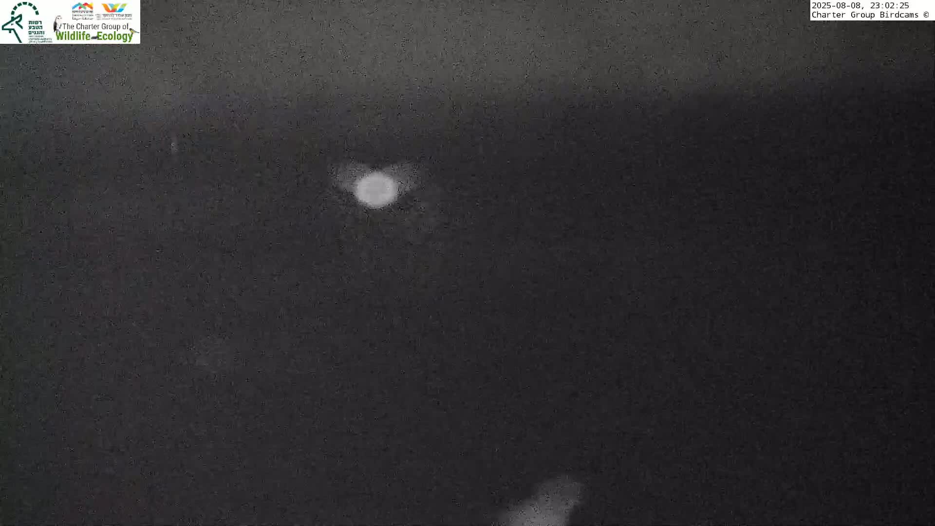 Israel-Syria Border Animal Life, Golan Hills & (Mount Hermon)/Jabal al Shaykh View from Hula Nature Reserve Live Cam - Yesud Hamaala, Northern, Israel