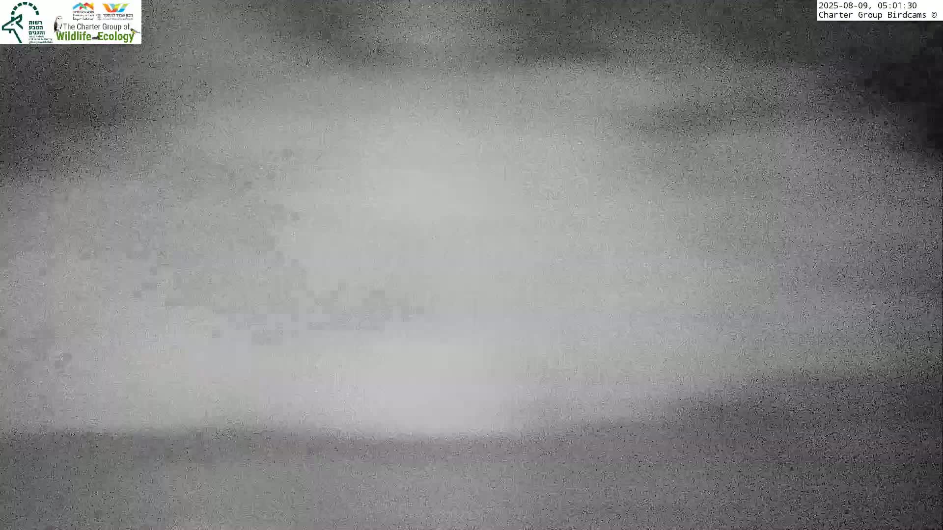 Israel-Syria Border Animal Life, Golan Hills & (Mount Hermon)/Jabal al Shaykh View from Hula Nature Reserve Live Cam - Yesud Hamaala, Northern, Israel