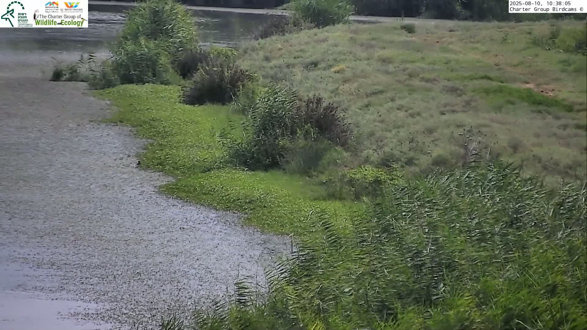 A calm body of water with aquatic plants is next to a grassy bank with tall reeds, under a cloudy sky.