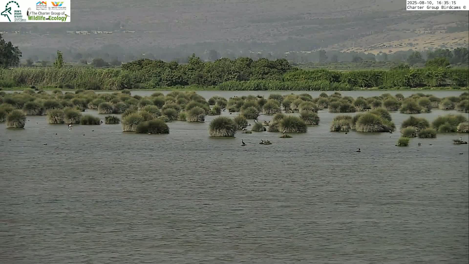 Israel-Syria Border Animal Life, Golan Hills & (Mount Hermon)/Jabal al Shaykh View from Hula Nature Reserve Live Cam - Yesud Hamaala, Northern, Israel
