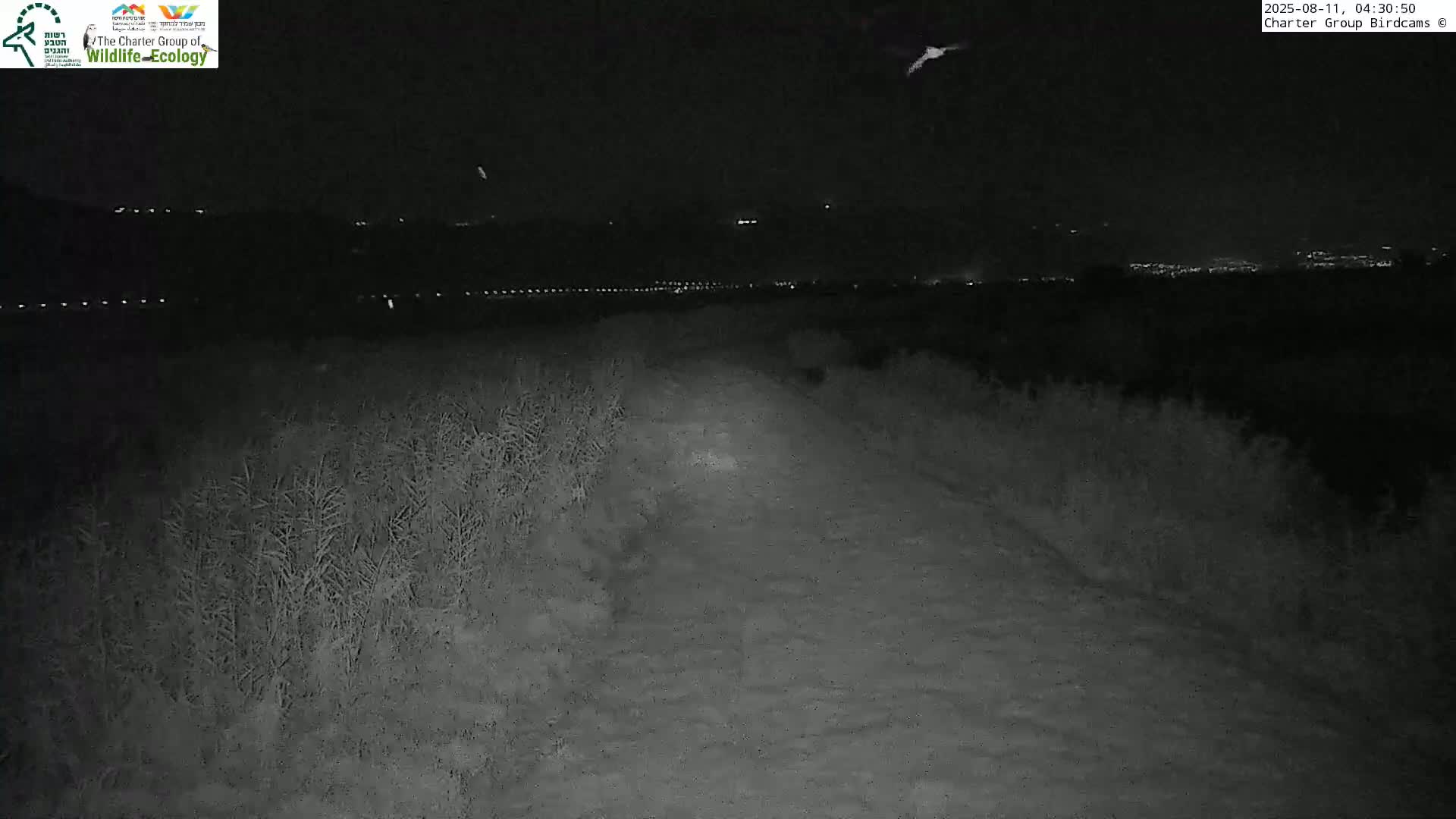 Israel-Syria Border Animal Life, Golan Hills & (Mount Hermon)/Jabal al Shaykh View from Hula Nature Reserve Live Cam - Yesud Hamaala, Northern, Israel